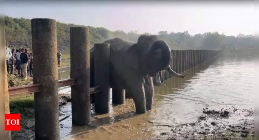 Photos: Tusker trapped between pillar barriers rescued in Nagarahole Tiger Reserve