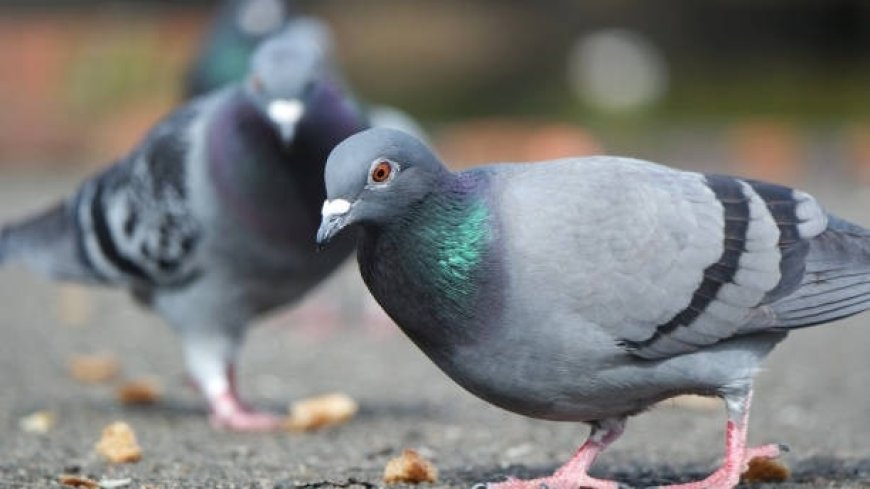 Cage of 35 pigeons went missing from man's home in Madhya Pradesh's Bhopal