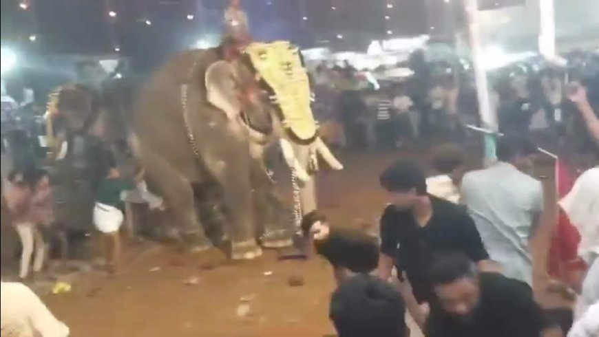 Video: Elephant Gets Agitated At Kerala Temple Festival, 17 Injured