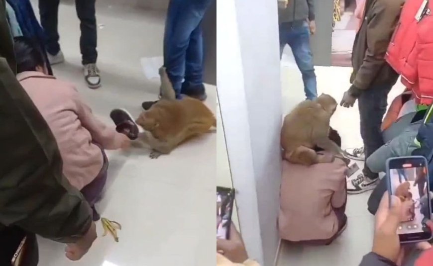 Viral Video: Chaos In UP Mall As Monkey Attacks Woman, Snatches Her Shoe