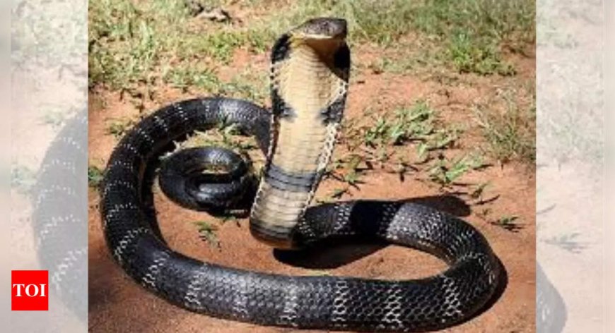 Is king cobra the smartest snake in the world? Read more to find out