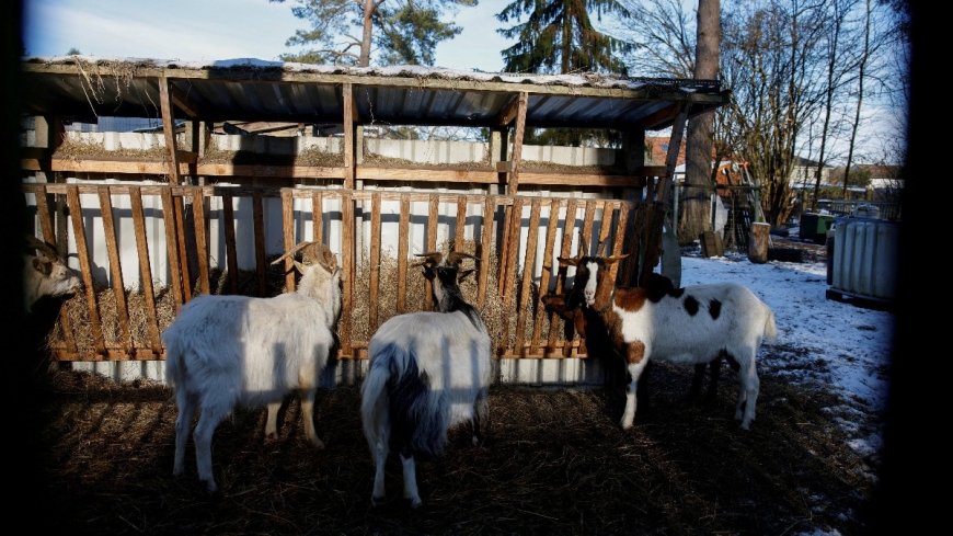 France reinforces inspection after foot-and-mouth disease outbreak in Germany