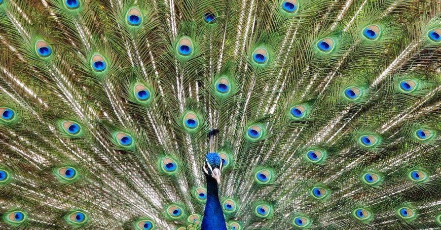 Why Peacock Feather is Considered Lucky ?