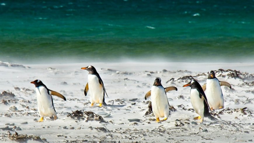 Fishy business: Why penguin divorce rates have everyone flapping