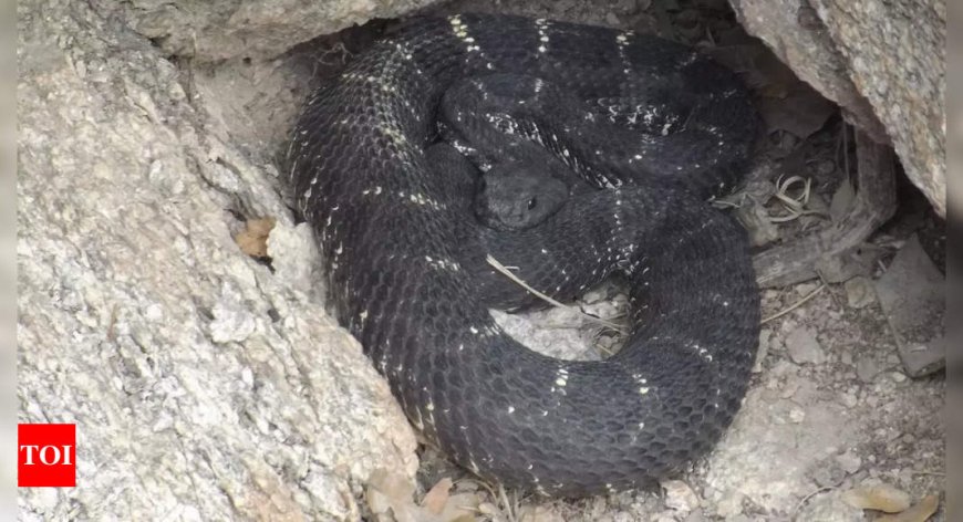 Did you know some snakes can change colours? It is the Arizona Rattlesnake