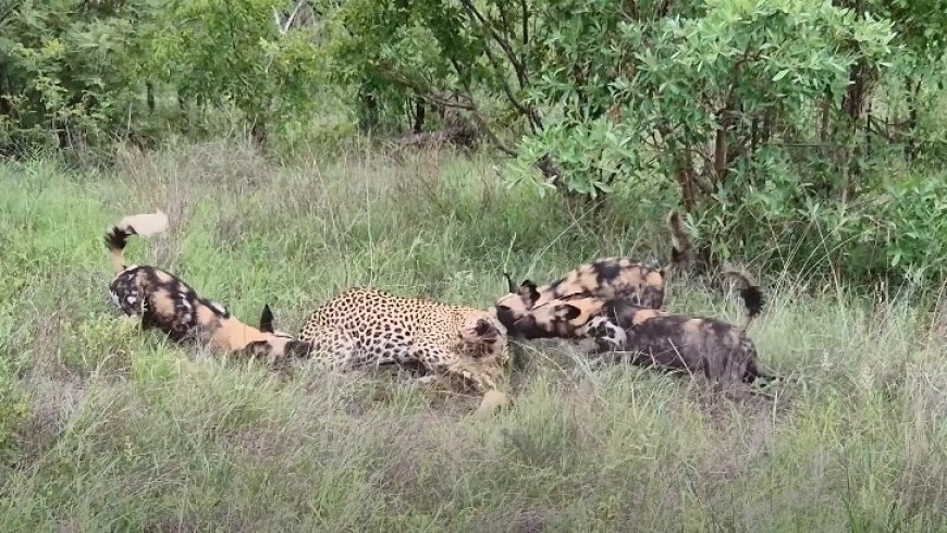 Video: Leopard attacks wild dog, pack fights back bravely but in vain