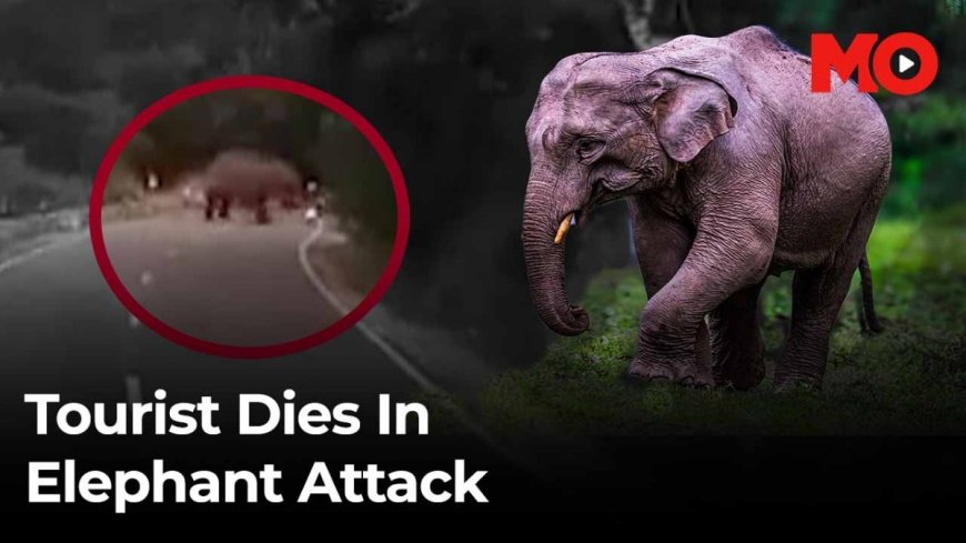 Fatal elephant encounter: 77-year-old German tourist dies in Coimbatore attack