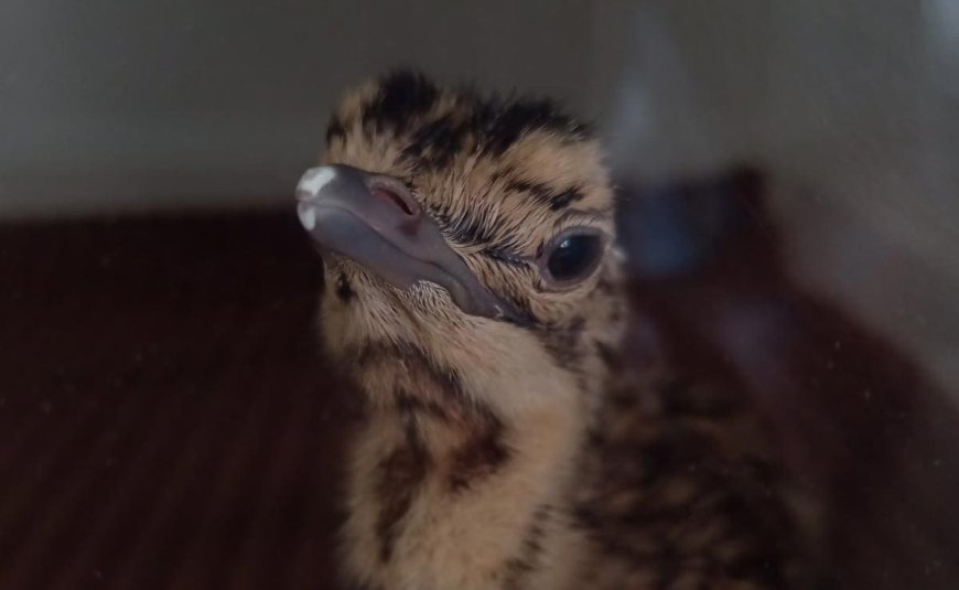 Great Indian Bustard Found Dead Inside Cage In Rajasthan. Why It Matters?