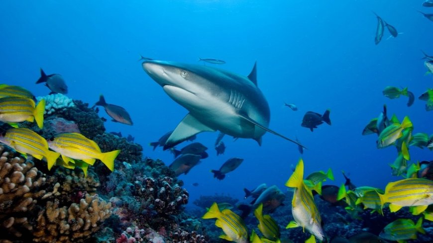 Shark attack in Bahamas: Two American tourists injured in Bimini Bay