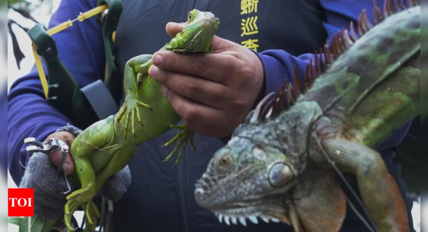 Taiwan bounty hunters kill invading iguanas as numbers soar