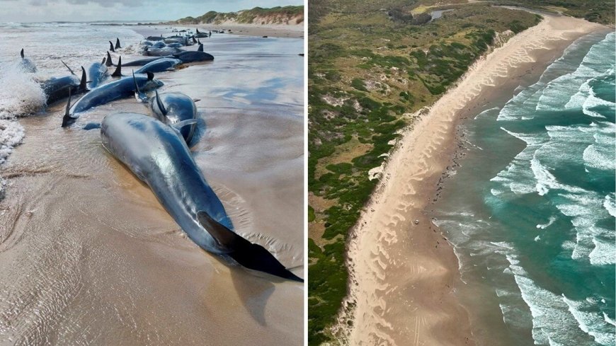 No hope left for 157 false killer whales stranded on Australian beach