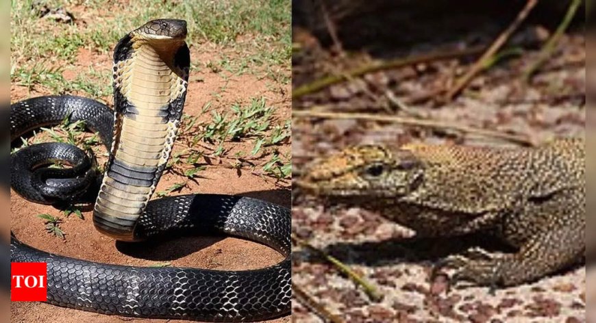 King cobra vs monitor lizard: Key differences and who would win in a battle