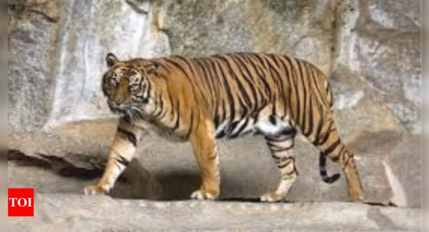 Sumatran tiger is the world’s ‘rarest’ tiger: Know its traits and unique facts