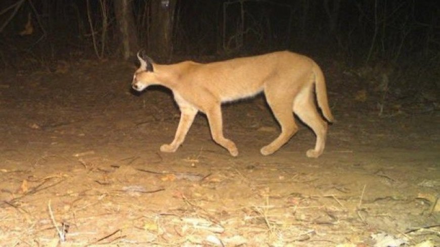 Rare caracal seen in Rajasthan's Mukundra Hills Tiger Reserve. Pic goes viral