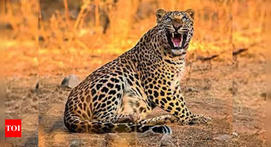 Psychologist kills leopard, saves pet dog's life in Maharashtra