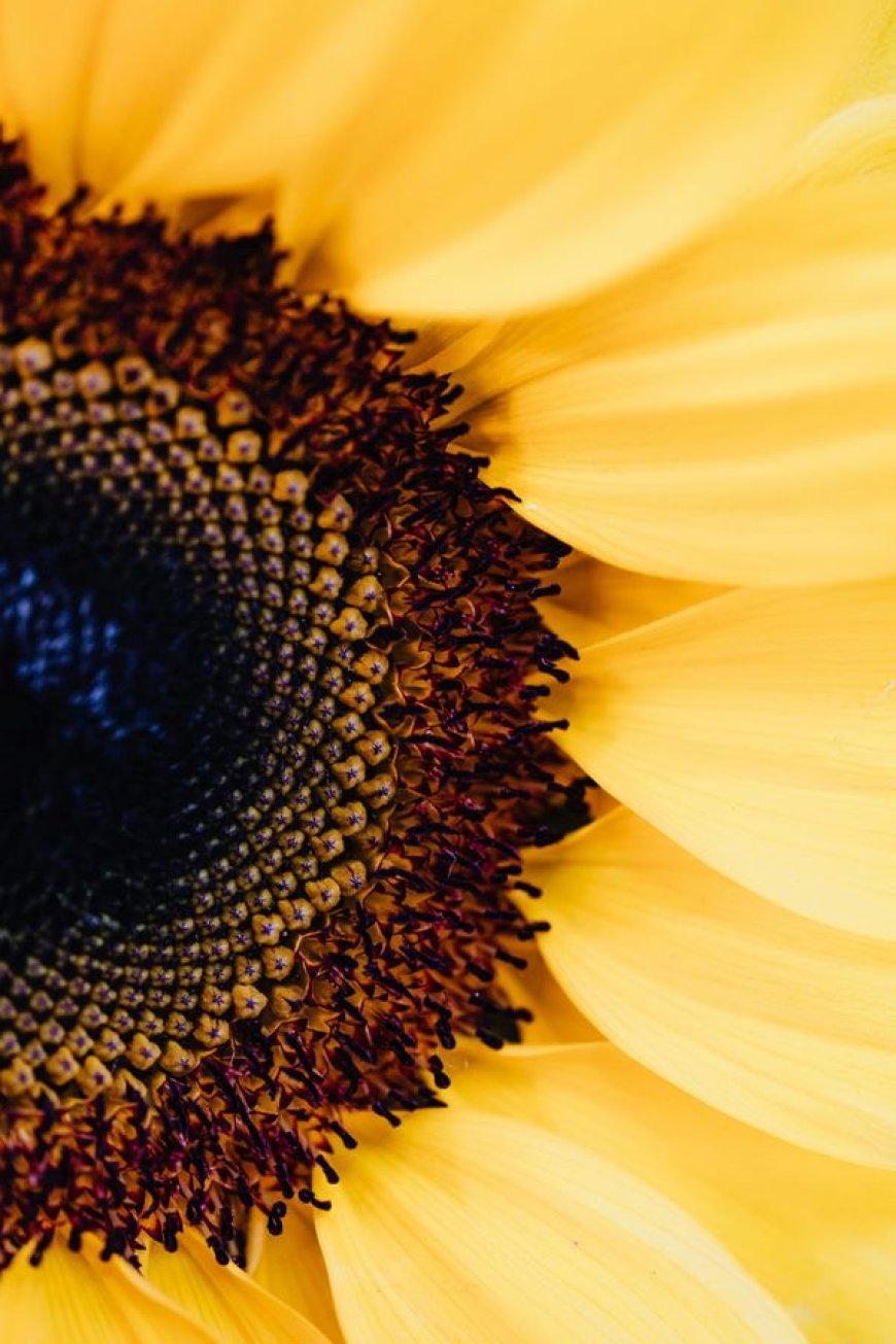 5 Amazing Health Benefits of Eating Sunflower Seeds