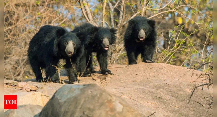 All bear species in India and where to find them