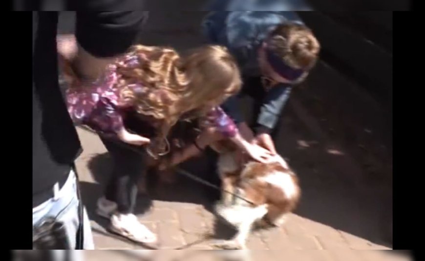 Kidnapped By Hamas, Pet Dog Reunited With Israeli Family After 18 Months