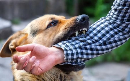 कुत्ते के काटने से 27 वर्षीय रियल एस्टेट कारोबारी की दुखद मौत