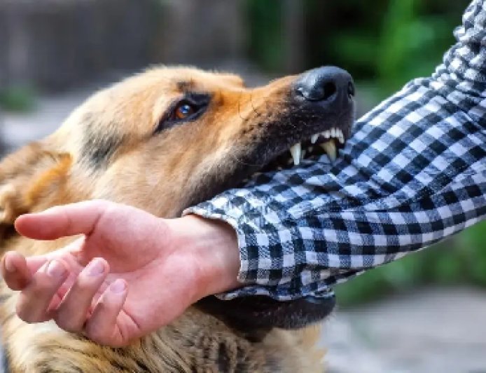 कुत्ते के काटने से 27 वर्षीय रियल एस्टेट कारोबारी की दुखद मौत