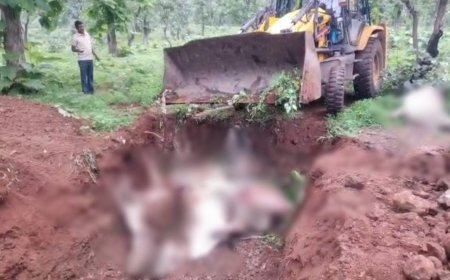 पशु क्रूरता की नयी परिभाषा: JCB मशीन से गोवंशों को फेंकने की शर्मनाक घटना