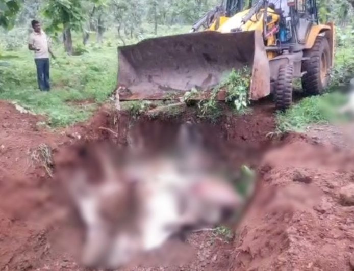 पशु क्रूरता की नयी परिभाषा: JCB मशीन से गोवंशों को फेंकने की शर्मनाक घटना