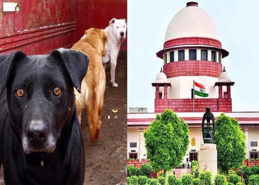 इंसानों की सुरक्षा बनाम पशुप्रेम, आवारा कुत्तों के मामले में सुप्रीम कोर्ट आज सुनाएगा फैसला