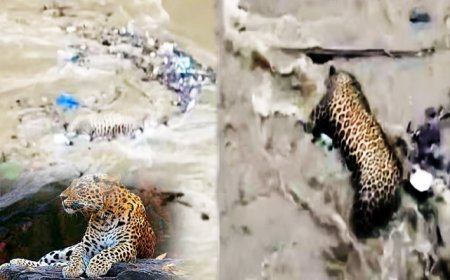 जंगल में प्राकृतिक आपदा: बाघ, तेंदुए और हाथियों की बेबसी का सत्य