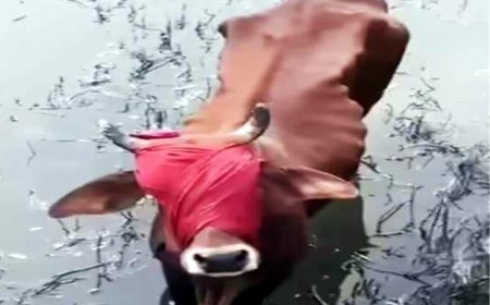 सिरसा में पशु क्रूरता का दिल दहलाने वाला मामला, गाय के साथ हुआ अमानवीय व्यवहार