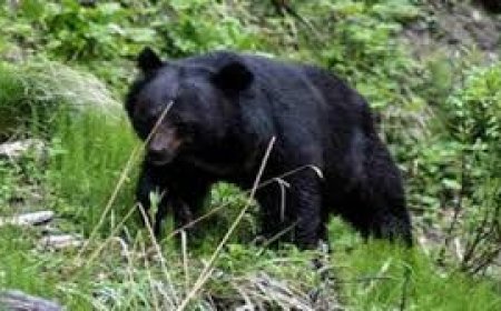 टिहरी में भालू ने किया हमला, सदमे में एक की मौत; वन विभाग बोला- ऐसी किसी घटना की सूचना नहीं मिली