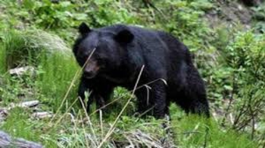 टिहरी में भालू ने किया हमला, सदमे में एक की मौत; वन विभाग बोला- ऐसी किसी घटना की सूचना नहीं मिली