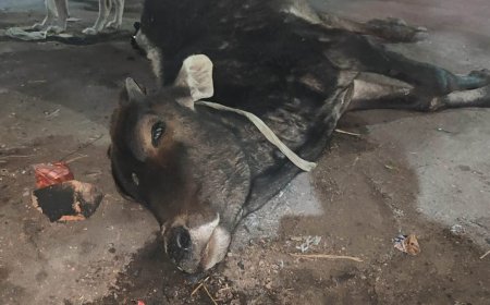 ठंड है प्रचंड: शहडोल बना मध्यप्रदेश का सबसे ठंडा जिला, बेजुबान मवेशी की मौत