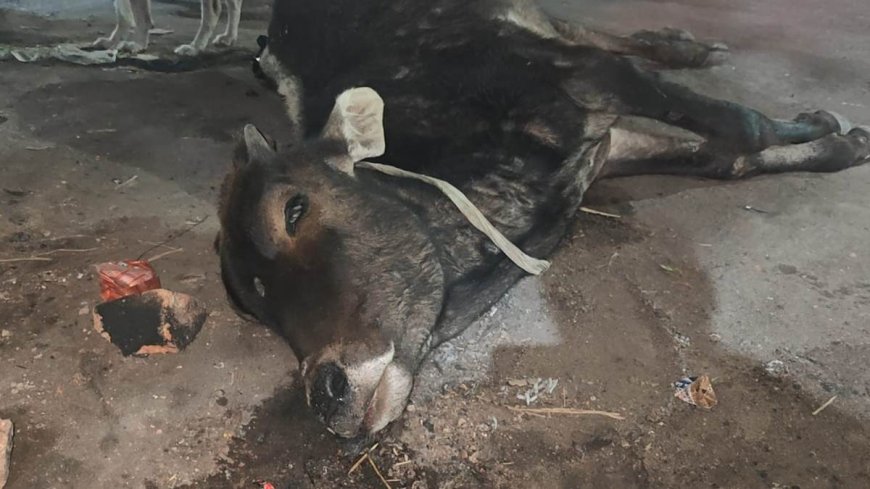 ठंड है प्रचंड: शहडोल बना मध्यप्रदेश का सबसे ठंडा जिला, बेजुबान मवेशी की मौत