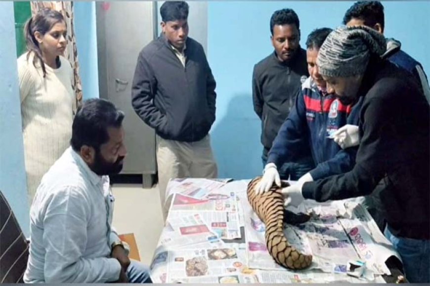 एंटी पोचिंग टीम ने बड़ी कार्रवाई करते हुए, जिंदा पैंगोलिन के साथ ओडिशा के दो तस्कर गिरफ्तार