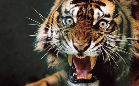 Corbett Tiger Attack: रामनगर में महिला को घसीट ले गया टाइगर, मौत