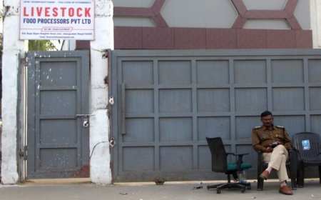भैंस का बताकर मुंबई भेजा जा रहा था गौमांस: निगम स्लॉटर हाउस में गाय काटने मामले में पशु चिकित्सा अधिकारी का पत्र आया सामने, जांच में गौमांस की पुष्टि