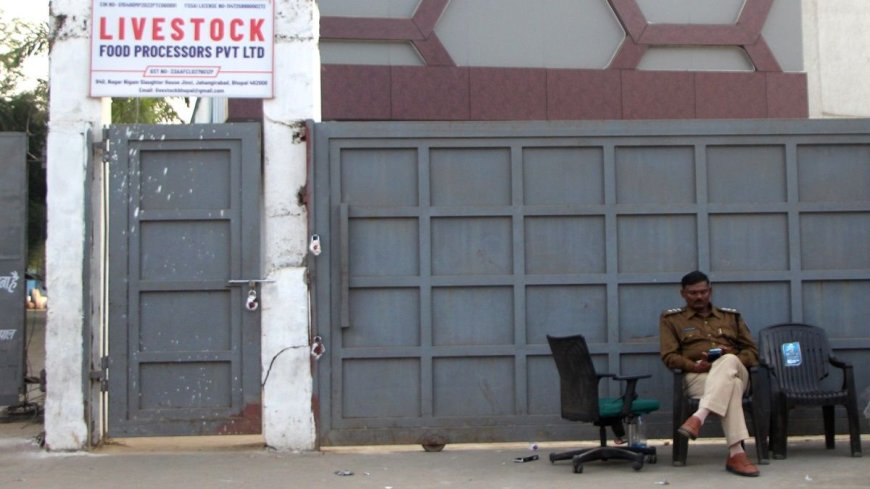 भैंस का बताकर मुंबई भेजा जा रहा था गौमांस: निगम स्लॉटर हाउस में गाय काटने मामले में पशु चिकित्सा अधिकारी का पत्र आया सामने, जांच में गौमांस की पुष्टि