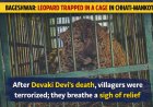 बागेश्वर: छाती-मनकोट में गुलदार पिंजरे में कैद