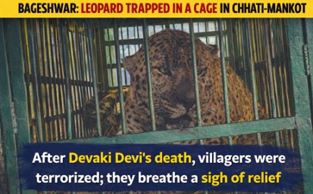 बागेश्वर: छाती-मनकोट में गुलदार पिंजरे में कैद