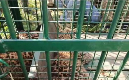 कालाढूंगी: तेंदुए के तीन शावक दिखने पर वन विभाग में मचा हड़कंप