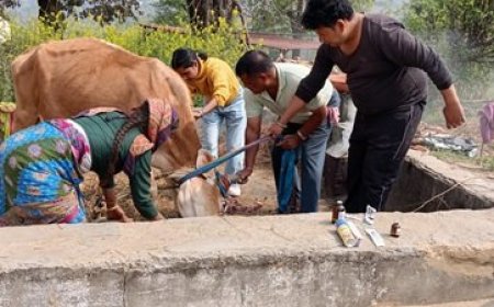 बागेश्वर में श्वेत क्रांति की दस्तक: दुग्ध उत्पादन में 34% का उछाल