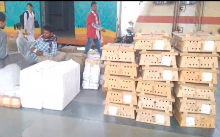CG Bird Flu : बर्ड फ्लू के बीच मचा हड़कंप, ट्रेन से पहुंची चूजों की सप्लाई
