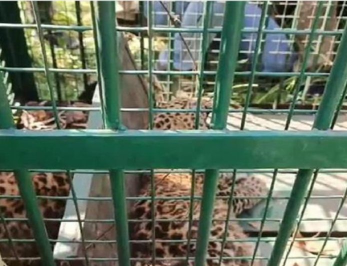कालाढूंगी में तीन तेंदुए के शावकों की उपस्थिति से वन विभाग में मचा हड़कंप