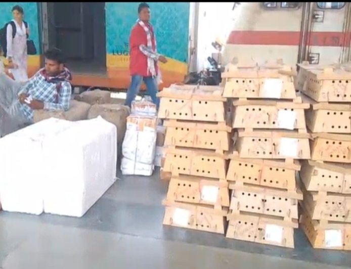 बिलासपुर में बर्ड फ्लू के खतरे के बीच चूजों की निरंतर सप्लाई में हड़कंप