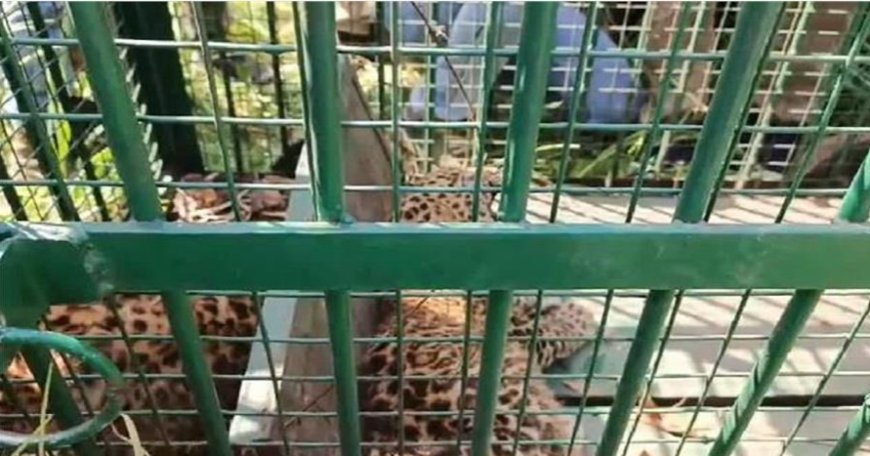 कालाढूंगी: तेंदुए के तीन शावक दिखने पर वन विभाग में मचा हड़कंप