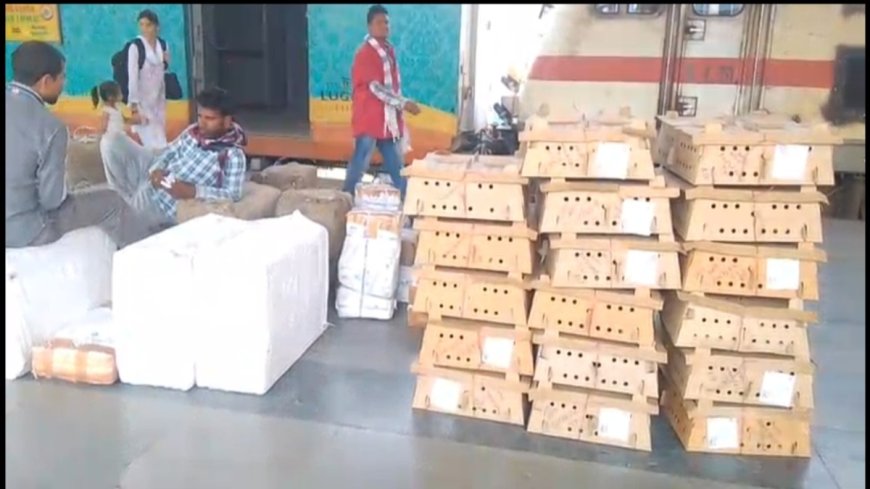 CG Bird Flu : बर्ड फ्लू के बीच मचा हड़कंप, ट्रेन से पहुंची चूजों की सप्लाई