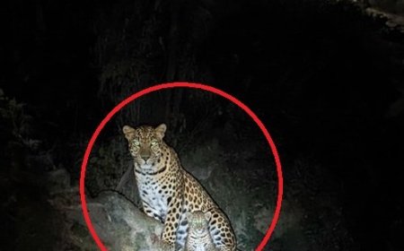 गुलदार का आतंक: दिनदहाड़े घर के बाहर बंधे पालतू कुत्ते को उठा ले गया