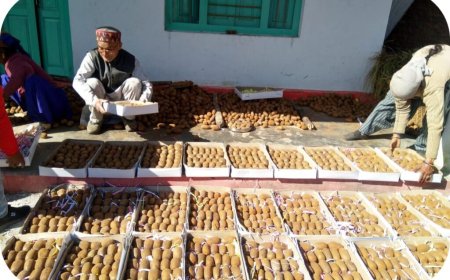 रिवर्स माइग्रेशन और नवाचारी कृषि ने बदल दी उत्तराखंड के बागेश्वर की तस्वीर