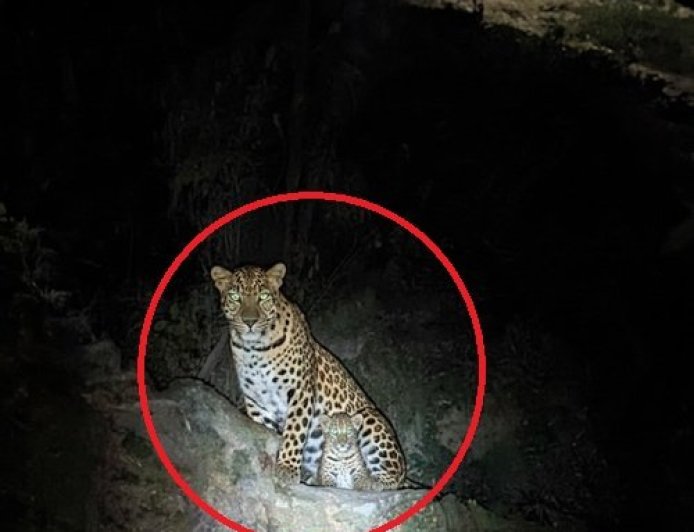 गुलदार का आतंक: दिनदहाड़े घर के बाहर बंधे पालतू कुत्ते को उठा ले गया