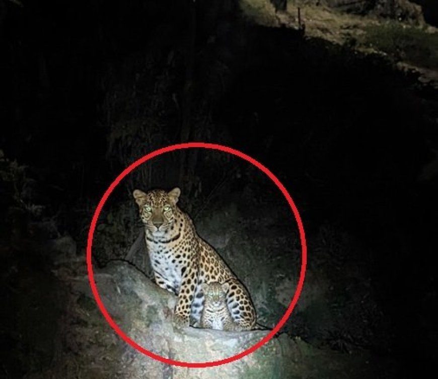 गुलदार का आतंक: दिनदहाड़े घर के बाहर बंधे पालतू कुत्ते को उठा ले गया